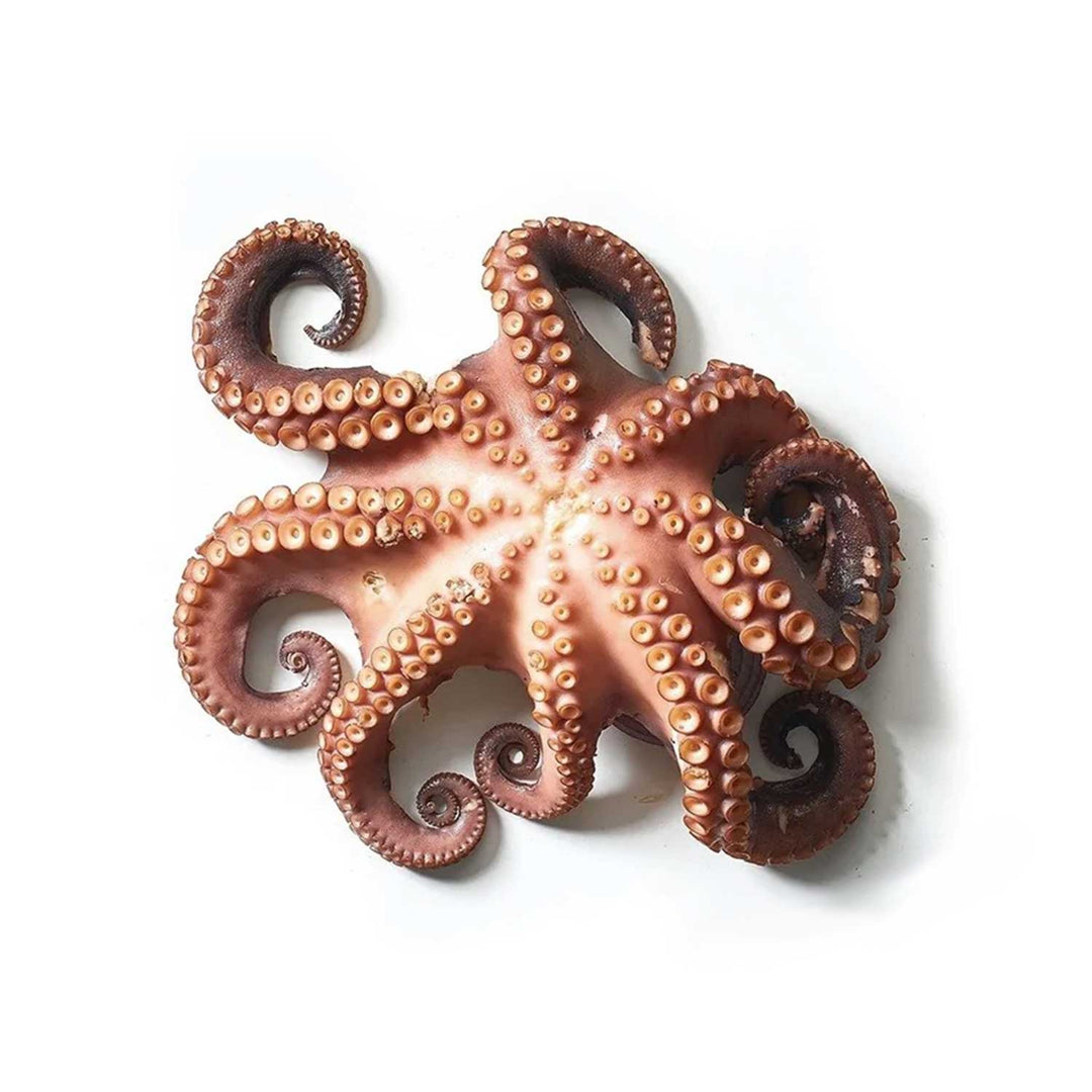 Whole Octopus
