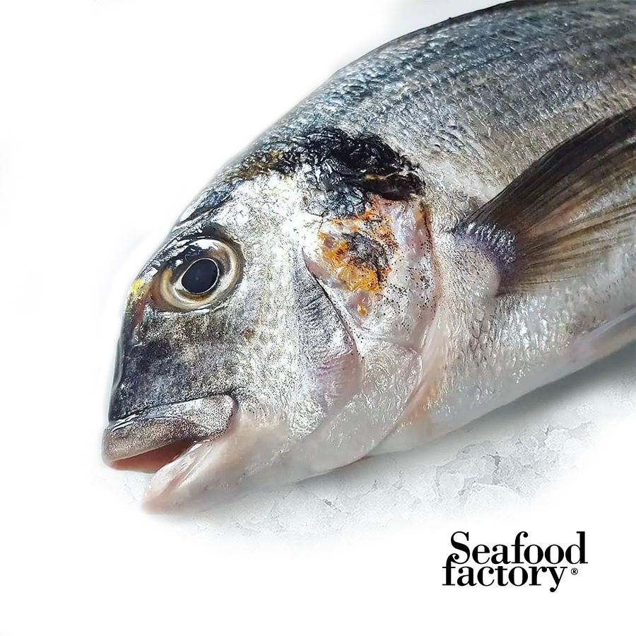 Gilt Head Bream whole Fish - (Denees)