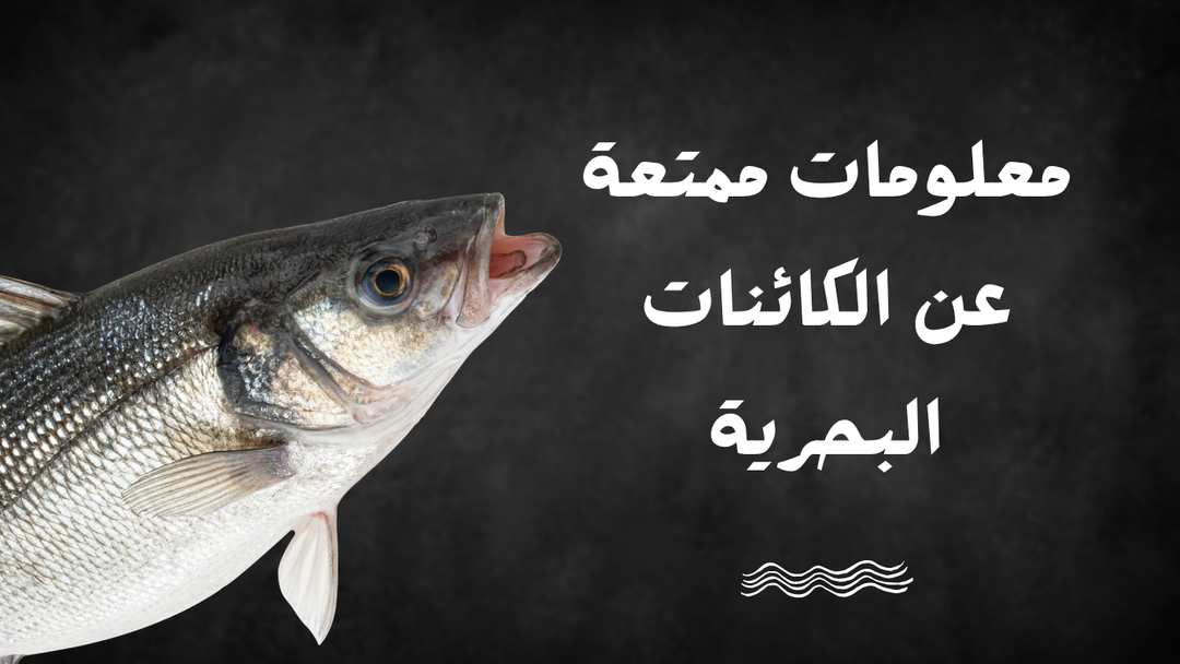 معلومات ممتعة ومهمة عن الكائنات البحرية