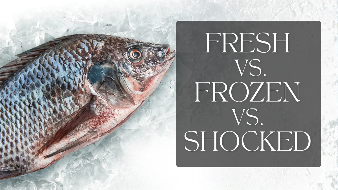 Fresh, Frozen, or Shocked Seafood: What Actually Matters for B2B Buyers in Egypt?