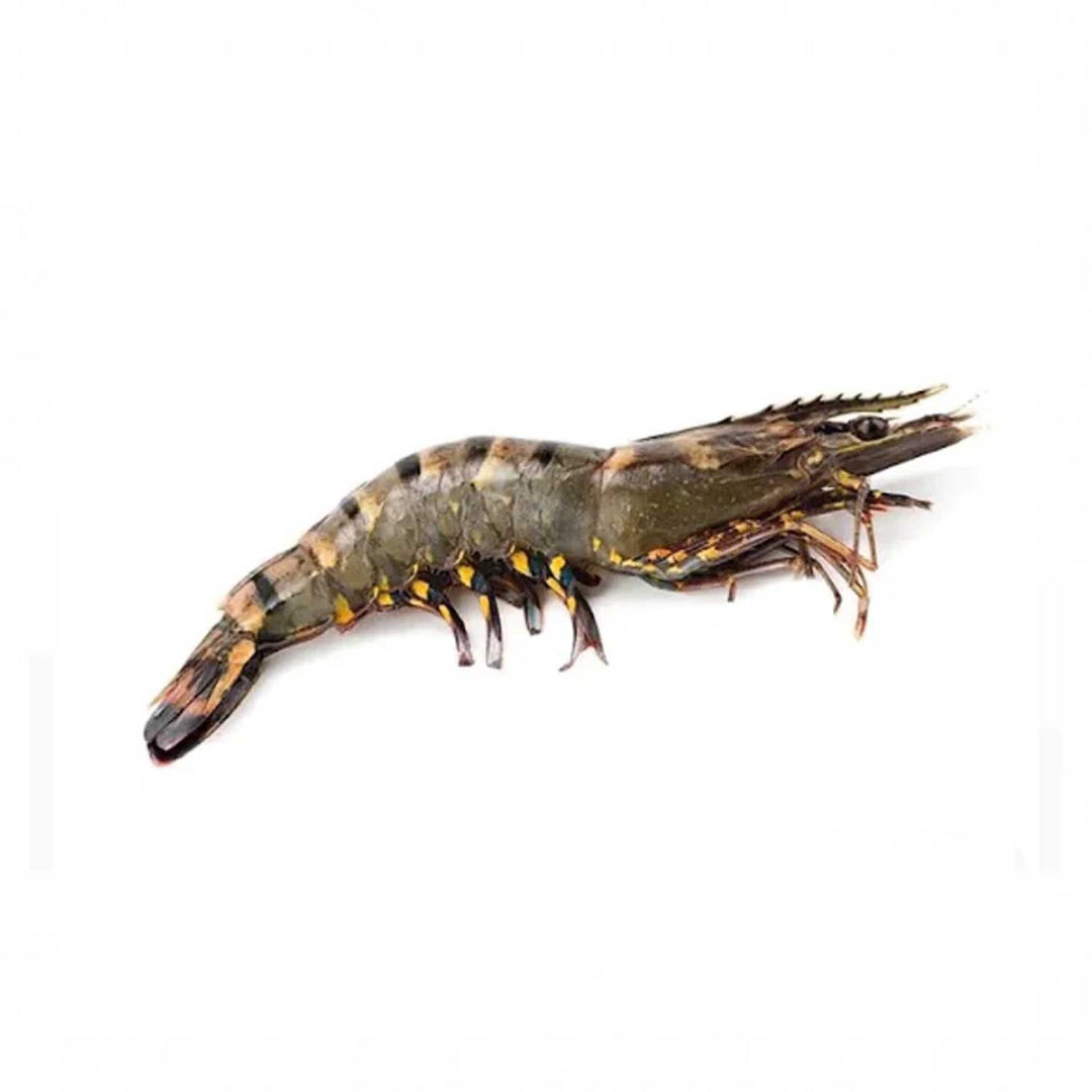 Black Tiger Shrimps Shell on (Jumbo - 1000 gm)