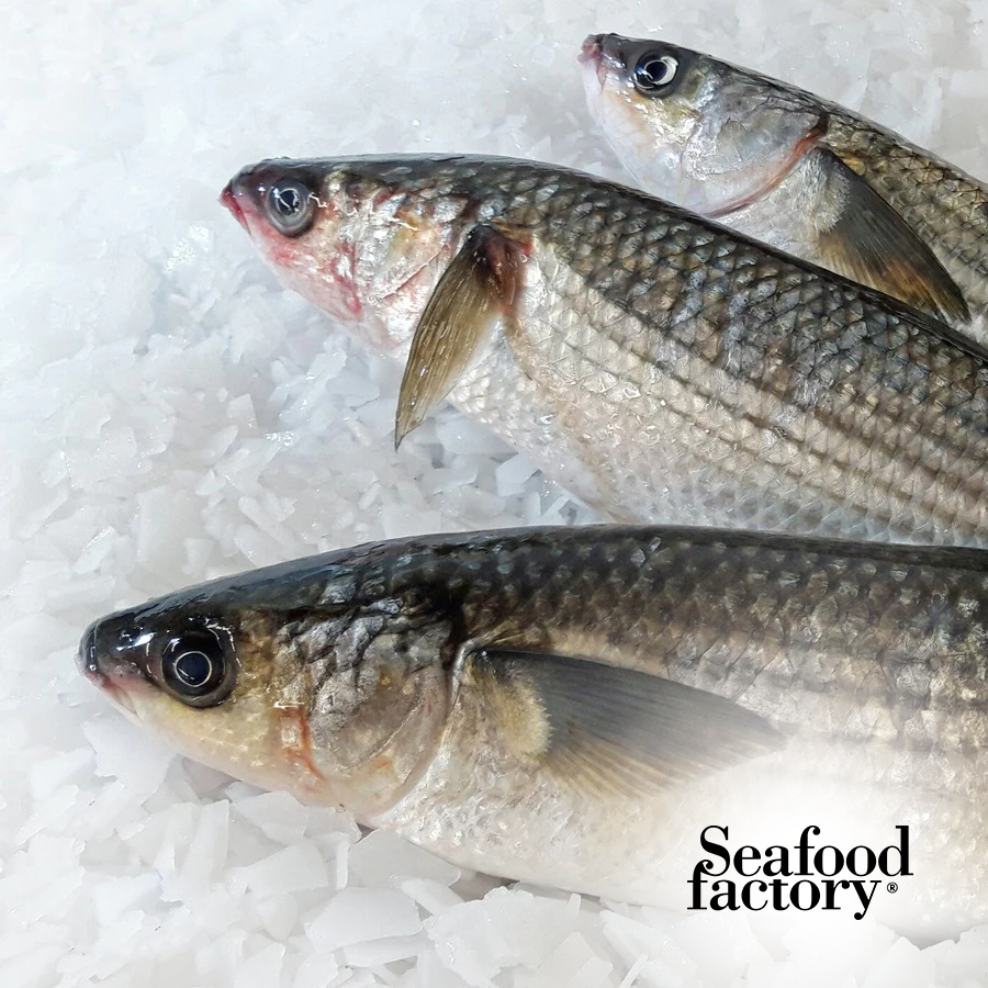 Wild Grey Mullet fish (Bouri) – Seafood Factory