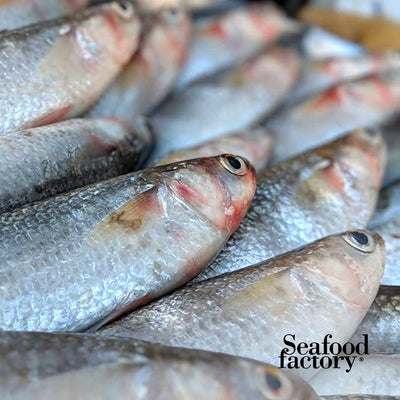 Fresh Sahliya Fish