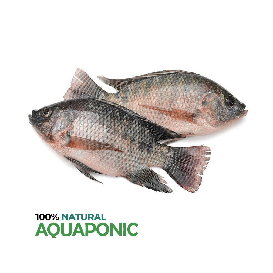 Aquaponic Tilapia - ( Bolty 700 -800 gm )