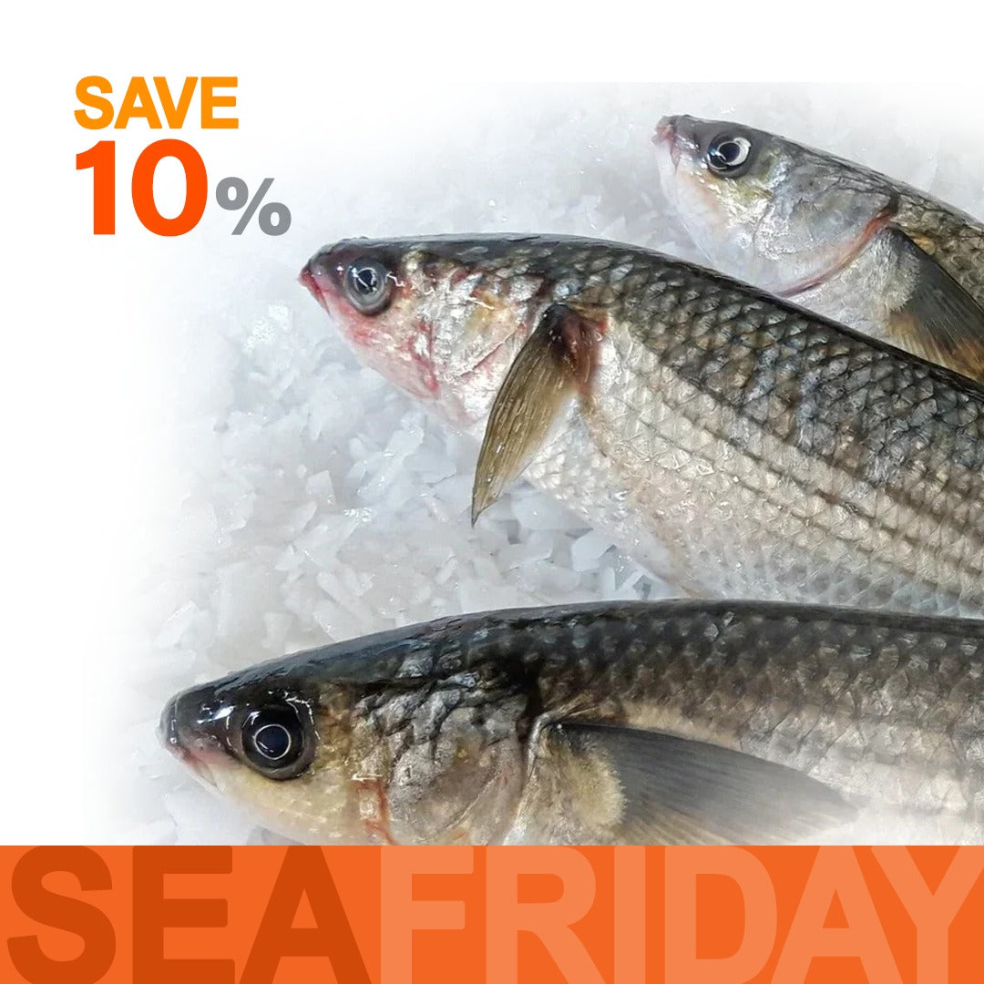 Shocked - Wild Grey Mullet fish  (Bouri)