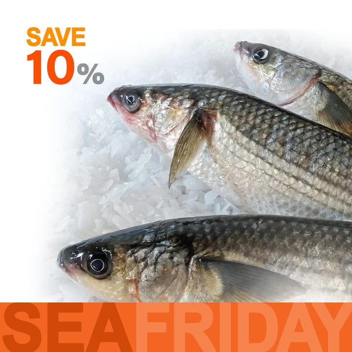 Shocked - Wild Grey Mullet fish  (Bouri)