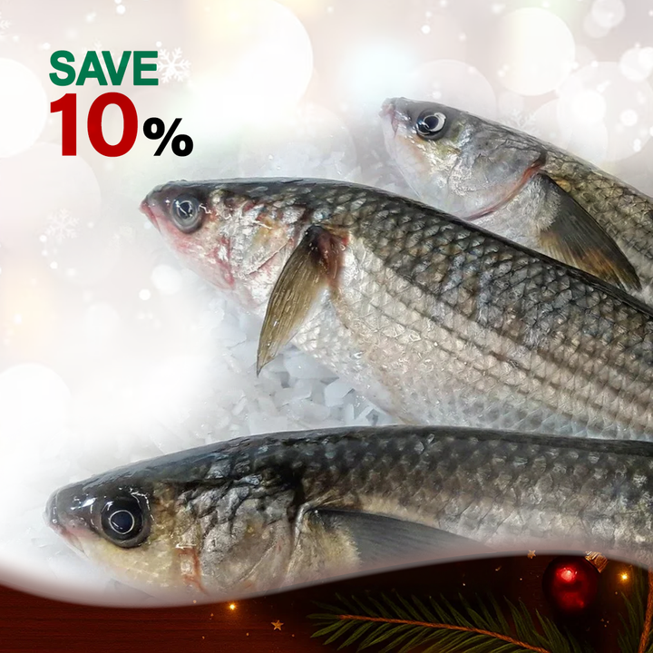 Shocked - Wild Grey Mullet fish  (Bouri)