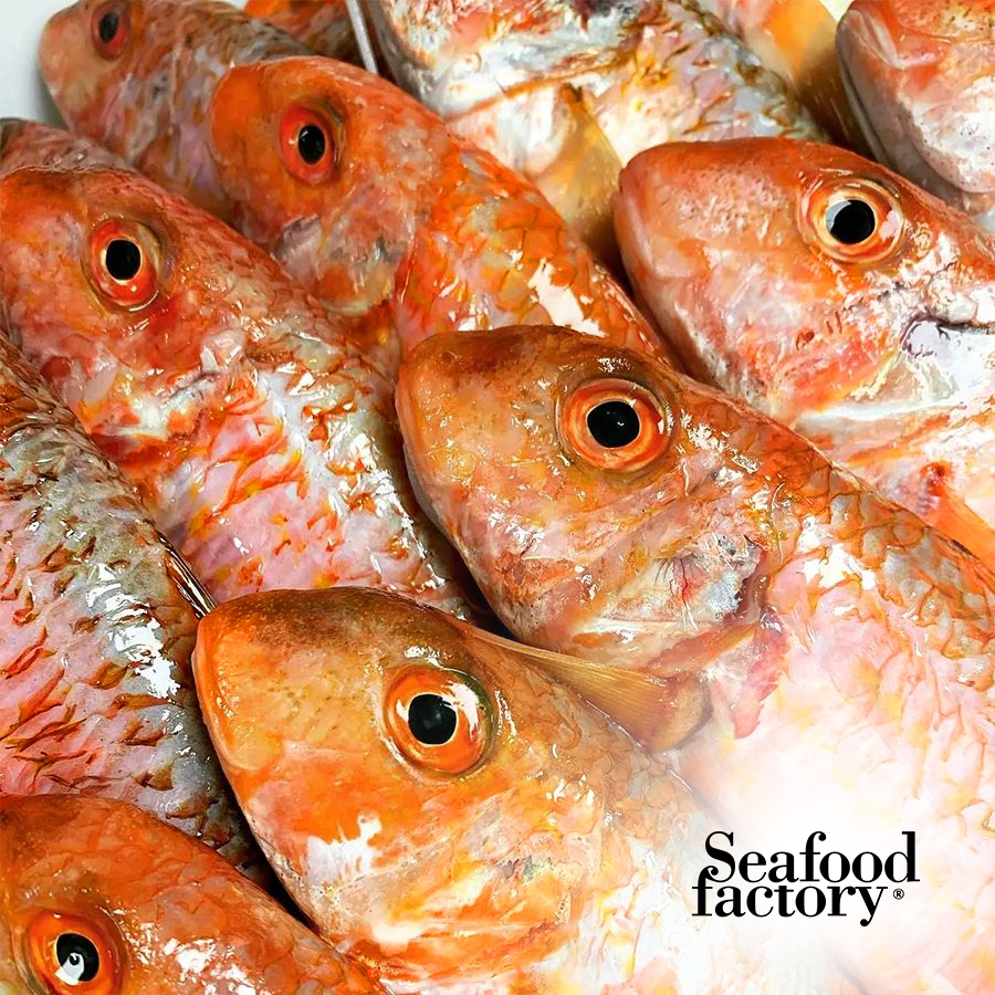 Fresh - Striped red Mullet ( Barbony )