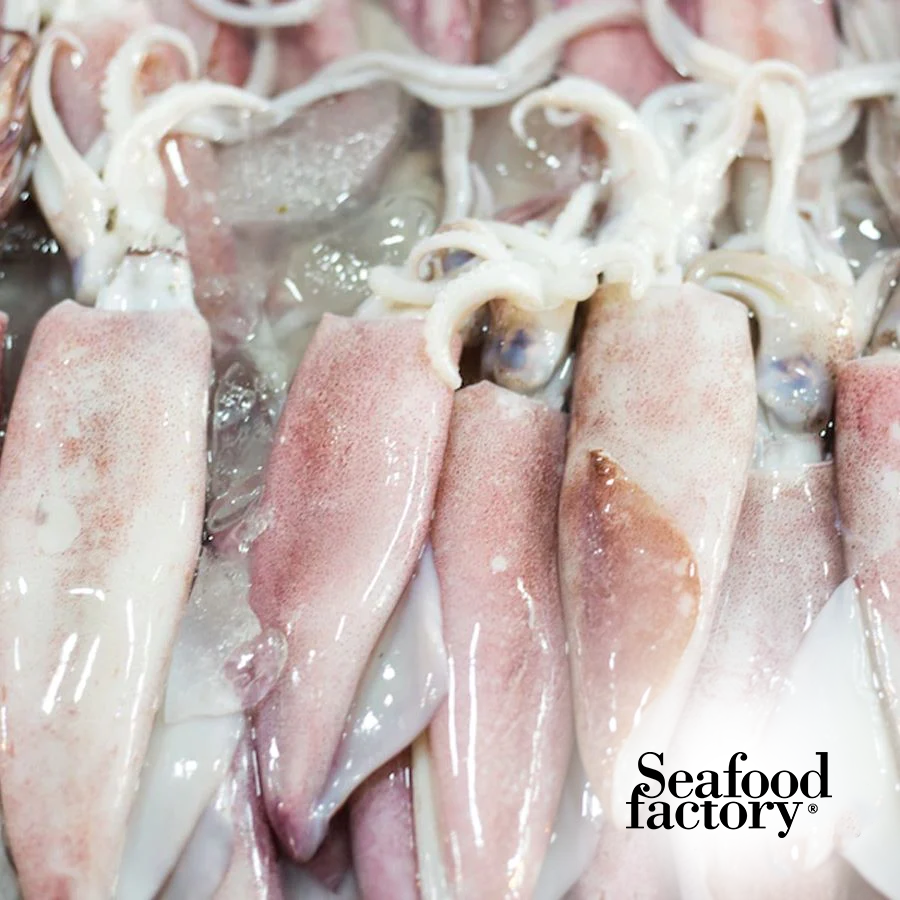 Calamari Fish