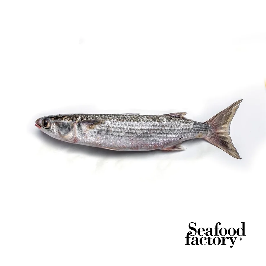 Fresh - Wild Grey Mullet fish  (Bouri)