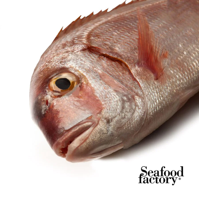 Fresh - Wild Red Bream Whole Fish - (Morgan abou Atab)